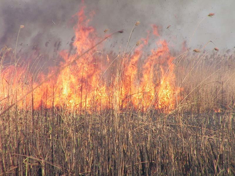 На Тернопільшині чоловік сплатить понад 175 тис грн за пожежу в лісі: спалював сміття