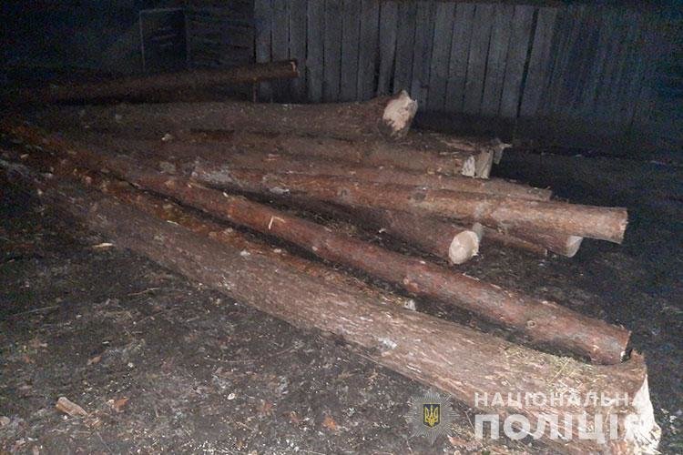 Вирубкою дерев мешканець Борщівщини заподіяв державі збитків на 24 тисячі гривень
