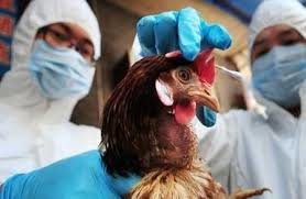 В Україні зареєстрували перший випадок пташиного грипу: як запобігти поширенню недуги