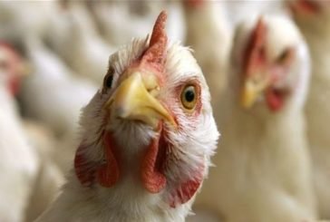 На Тернопільщині експерти розповіли, як уберегтися від пташиного грипу