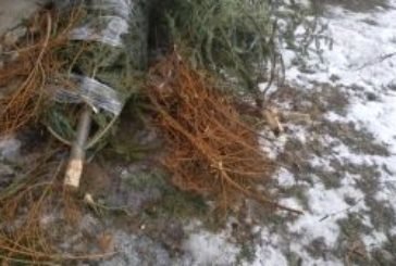Тернополян просять залишати використані новорічні ялинки біля сміттєвих контейнерів