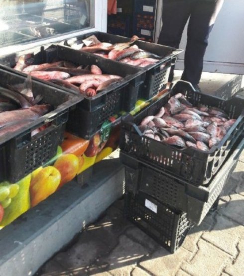 На Тернопільщині в браконьєрів минулого місяця вилучили 97 кг риби (ФОТО)