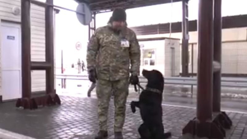 Собака прикордонників відповідає на гасло “Слава Україні”: цікаве відео