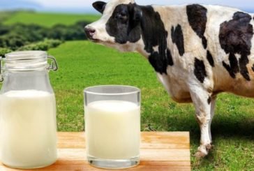 На Тернопільщині молоко в селян купують за низькими цінами