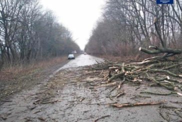 На Тернопільщині дерево впало на дорогу і пошкодило дві автівки (фото)