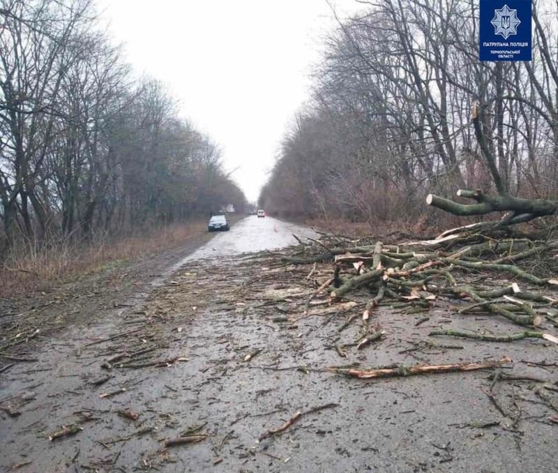 На Тернопільщині дерево впало на дорогу і пошкодило дві автівки (фото)