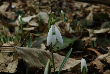 У «Медоборах» на Тернопільщині розквітли перші весняні квіти (ФОТО)