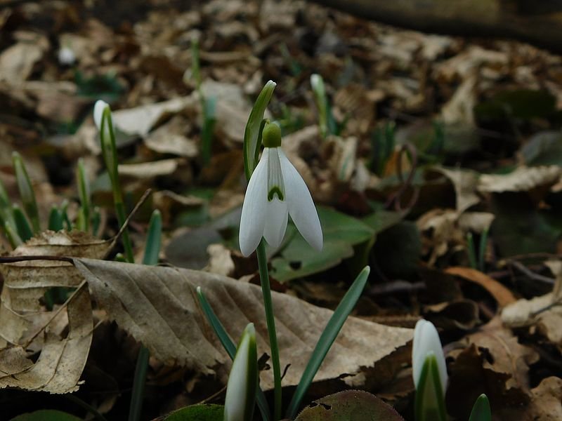 У «Медоборах» на Тернопільщині розквітли перші весняні квіти (ФОТО)