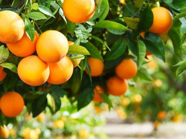 В Іспанії апельсини перероблятимуть на… електрику