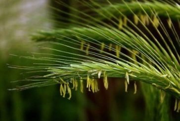 Снилося жито… Кажуть - до щастя