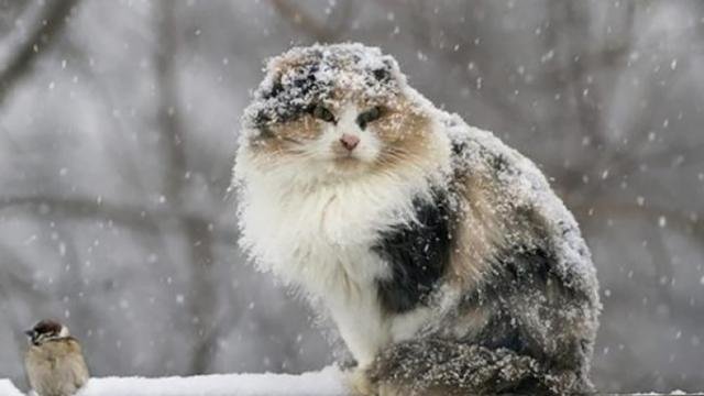 У понеділок Тернопільщину очікує значне похолодання і сніг