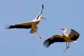 ЛЕЛЕКИ НАД ПОКИНУТИМ ГНІЗДОМ