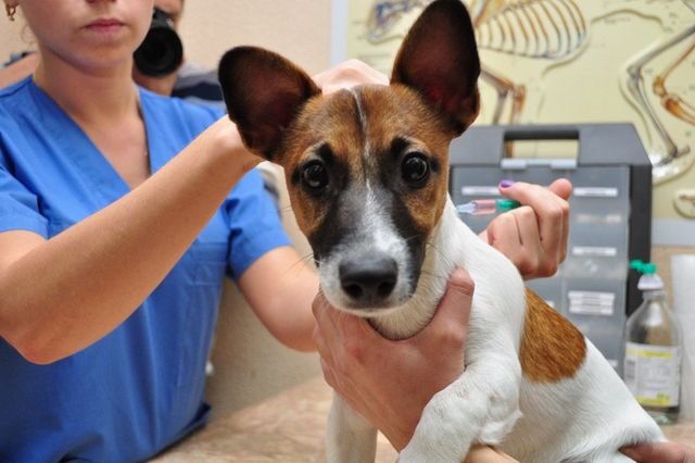 У Тернополі почнуть вакцинувати собак