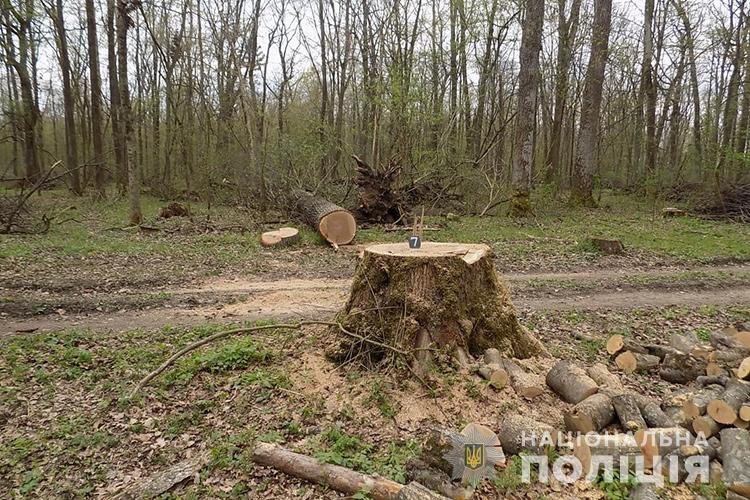Жителі Рівненщини незаконно вирубували дороговартісні дерева на Тернопільщині (ФОТО)