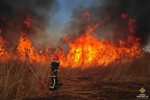 На Тернопільщині через підпал сухої трави могло згоріти 15 гектарів лісу