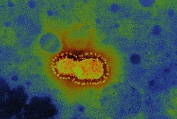 Відкриття німецьких вчених: передачі коронавірусу до людини через поверхні вкрай малоймовірна