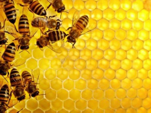 Весняного меду буде мало – через холод та масові отруєння бджіл