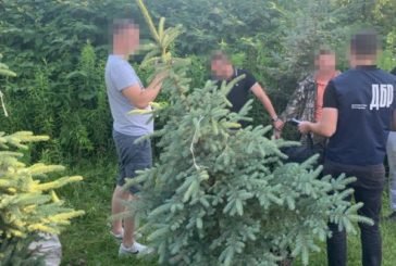 «Бізнес» на деревах: на Тернопільщині спіймали на хабарі працівника державного лісництва