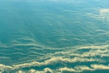 Чорне море може загинути за 10-20 років
