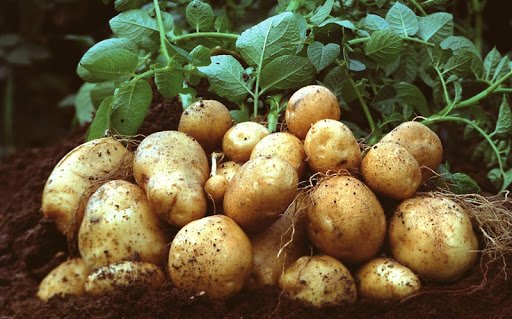 На Тернопільщині в цьому році посадили менше картоплі