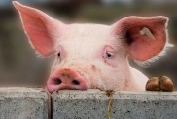 У Козівському районі виявили африканську чуму свиней