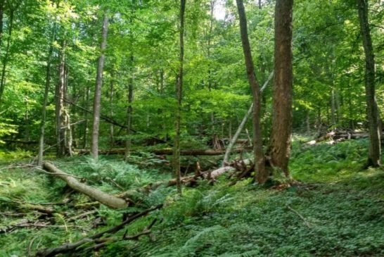 Загублений світ у лісах Тернопільщини: працівники Національного природного парку 