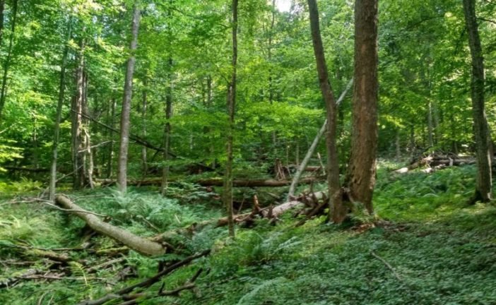 Загублений світ у лісах Тернопільщини: працівники Національного природного парку 