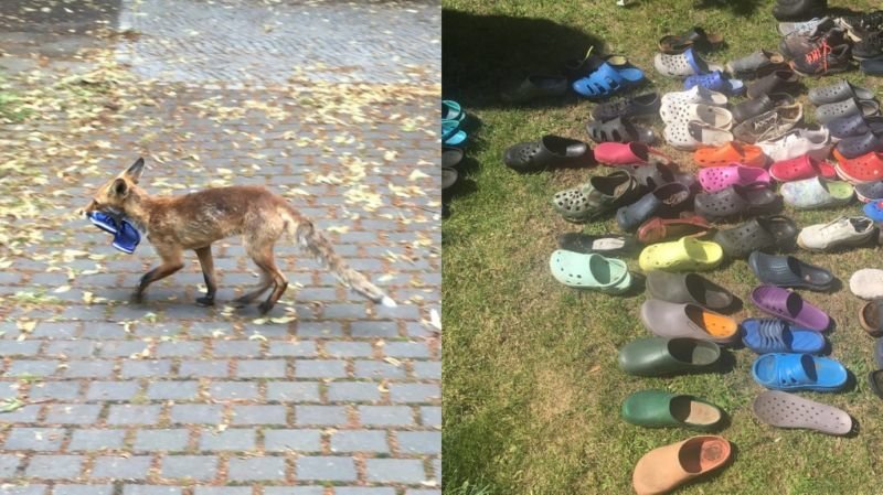 У Берліні лисиця викрала з будинків купу взуття
