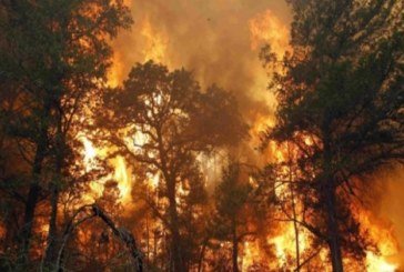 В Україні площа пожеж у лісах зросла в 40 разів