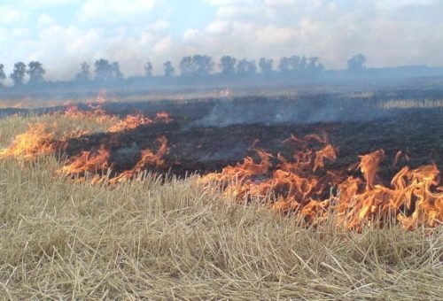 На Тернопільщині починають спалювати стерню