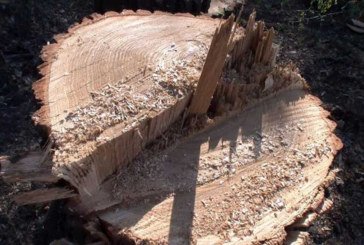 На Тернопільщині підприємство сплатить 840 000 гривень за незаконне вирубування дерев у заповіднику