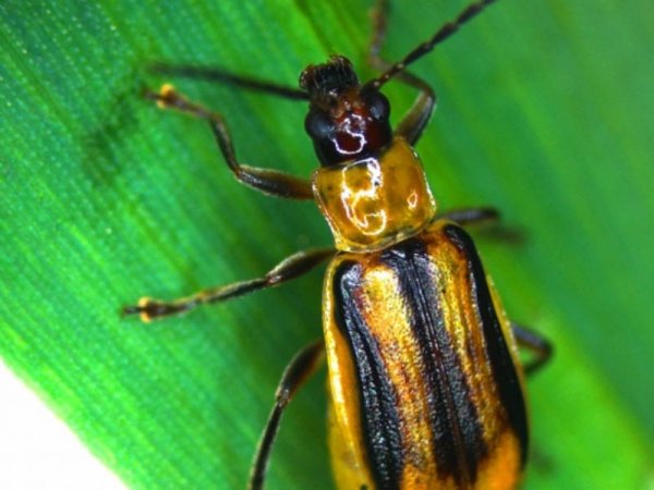 На Тернопільщині збільшуються площі зараження західним кукурудзяним жуком: в одному з районів – карантин