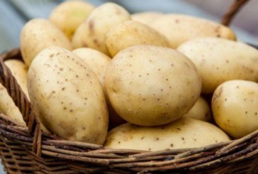 На Шумщині збирають картоплю на потреби лікарні