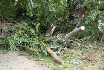 На Тернопільщині дерево смертельно травмувало 44-річного лісоруба