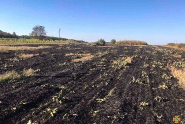 У Заліщицькому районі згорів гектар стерні (ФОТО)