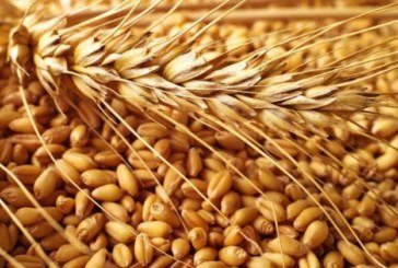 Тернопільщина - в трійці лідерів за врожайністю зернових