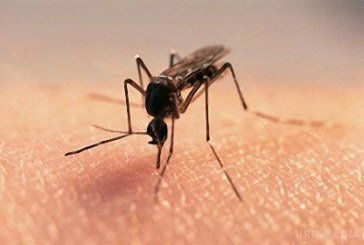 Тернополянку пізньої осені покусали комарі: жінка в лікарні