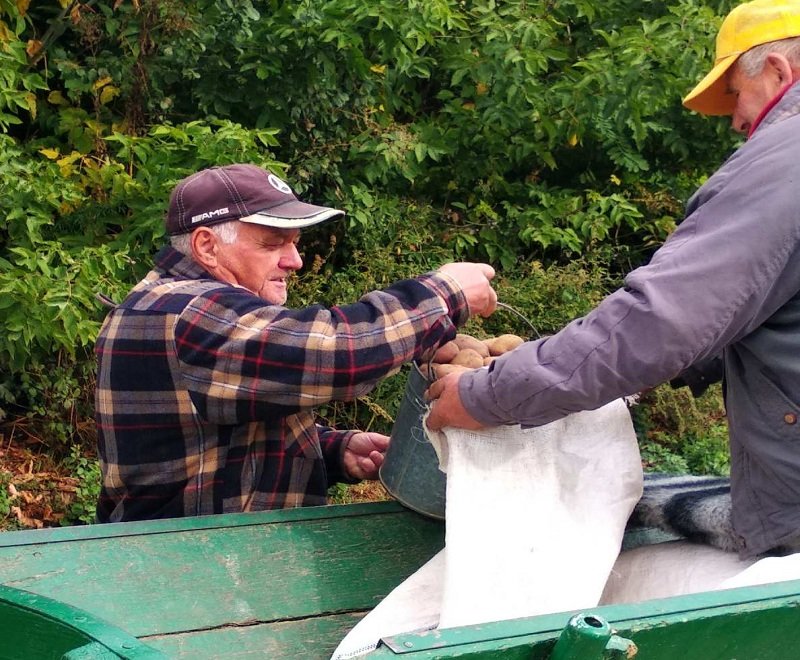 На Шумщині збирають картоплю для медзакладів (ФОТО)