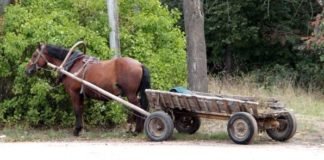 На Збаражчині «Рено» врізався у фіру