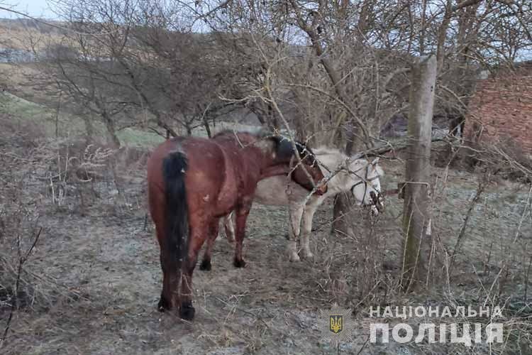 На Тернопільщині підлітки вкрали коней, щоб продати і відсвяткувати Новий рік