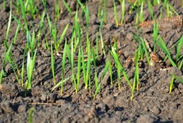 В Україні 2,3 мільйони гектарів посівів зернових культур - в тіні