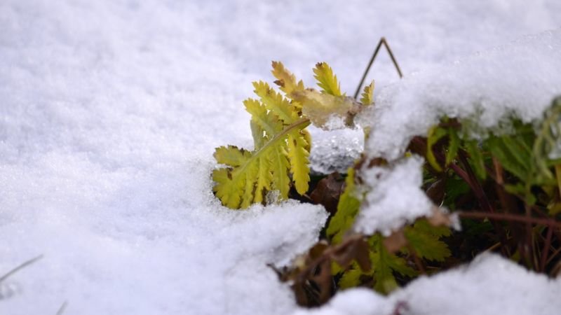 Перший день зими: якою буде погода на Тернопільщині