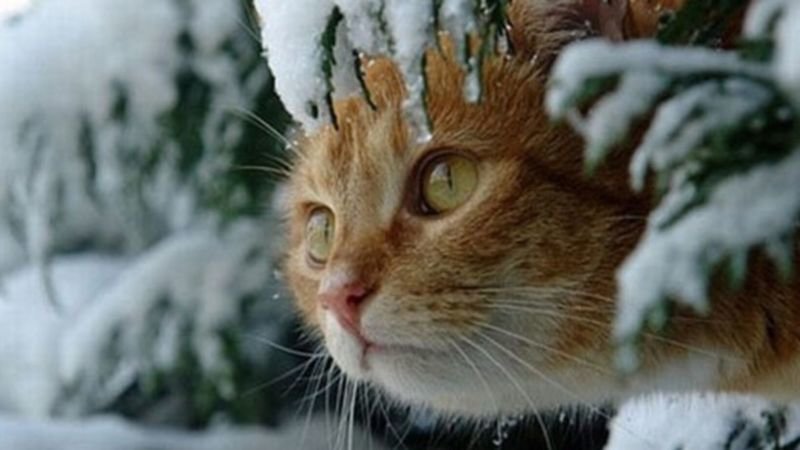 На Тернопільщині на Водохреще буде морозно і снігом може потрусити