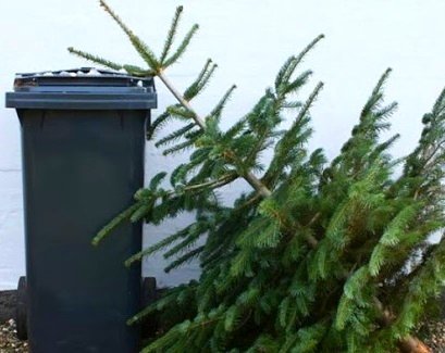 Використані новорічні ялинки тернополяни можуть залишити біля сміттєвих контейнерів