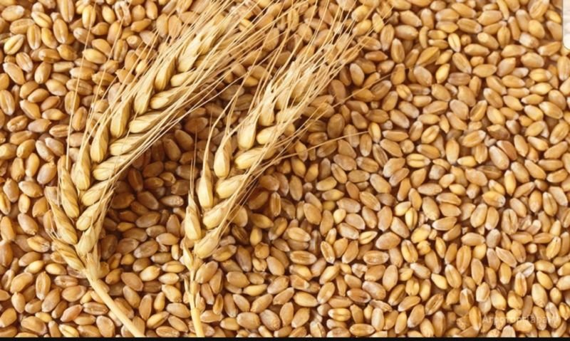 Чи має Тернопільщина достатньо зерна?