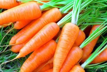Потрібен пісок і пухкий ґрунт: секрети гарного врожаю моркви