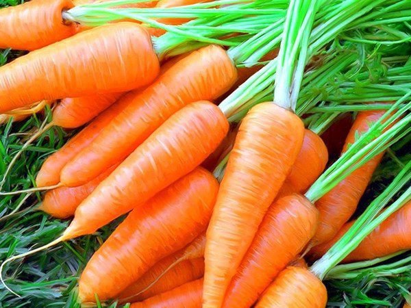 Потрібен пісок і пухкий ґрунт: секрети гарного врожаю моркви