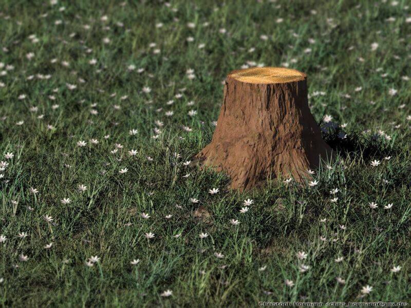 Біля Тернополя чоловік незаконно вирубував дерева: нарахували 43 пеньки