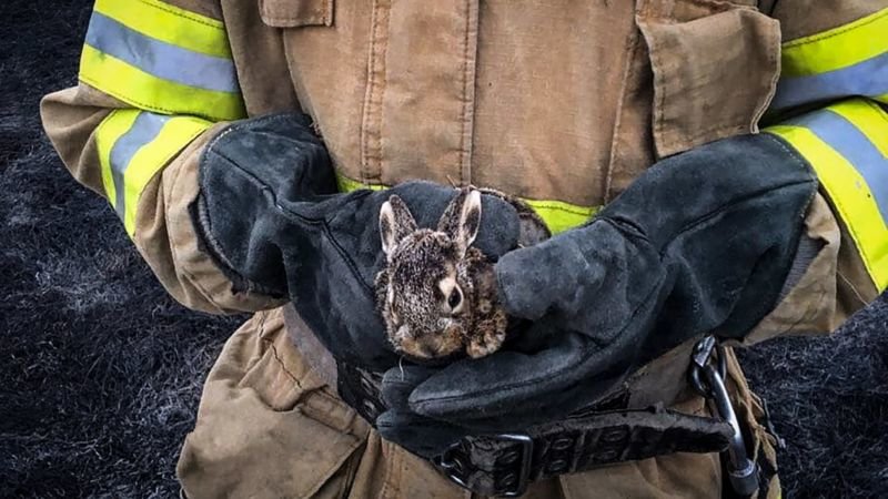 Ледь не згоріло живцем: на Тернопільщині вогнеборці врятували зайченя і просять не спалювати суху траву