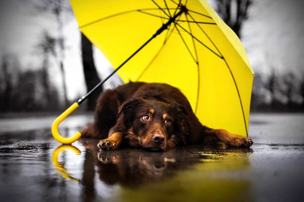 Не ховайте парасольки: на Тернопільщині в суботу дощитиме